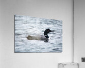 Bird Photography    Acrylic Print