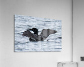 Bird Photography    Acrylic Print