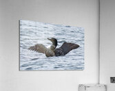 Bird Photography    Acrylic Print