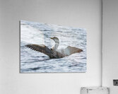 Bird Photography    Acrylic Print