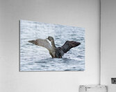 Bird Photography    Acrylic Print