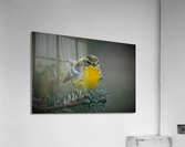Bird Photography    Acrylic Print