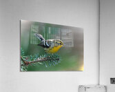 Bird Photography    Acrylic Print