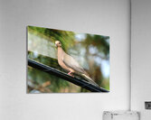 Bird Photography    Acrylic Print