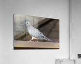 Bird Photography    Acrylic Print