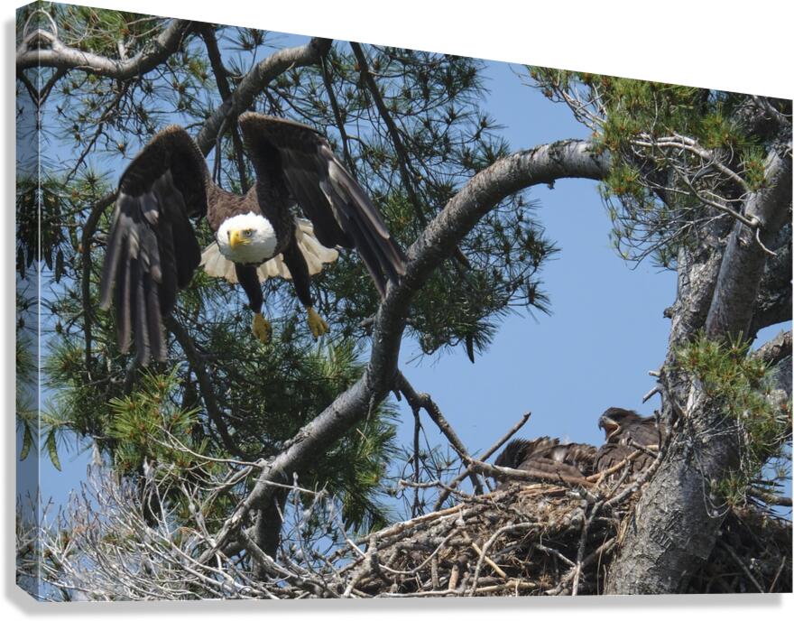 Bird Photography  Canvas Print