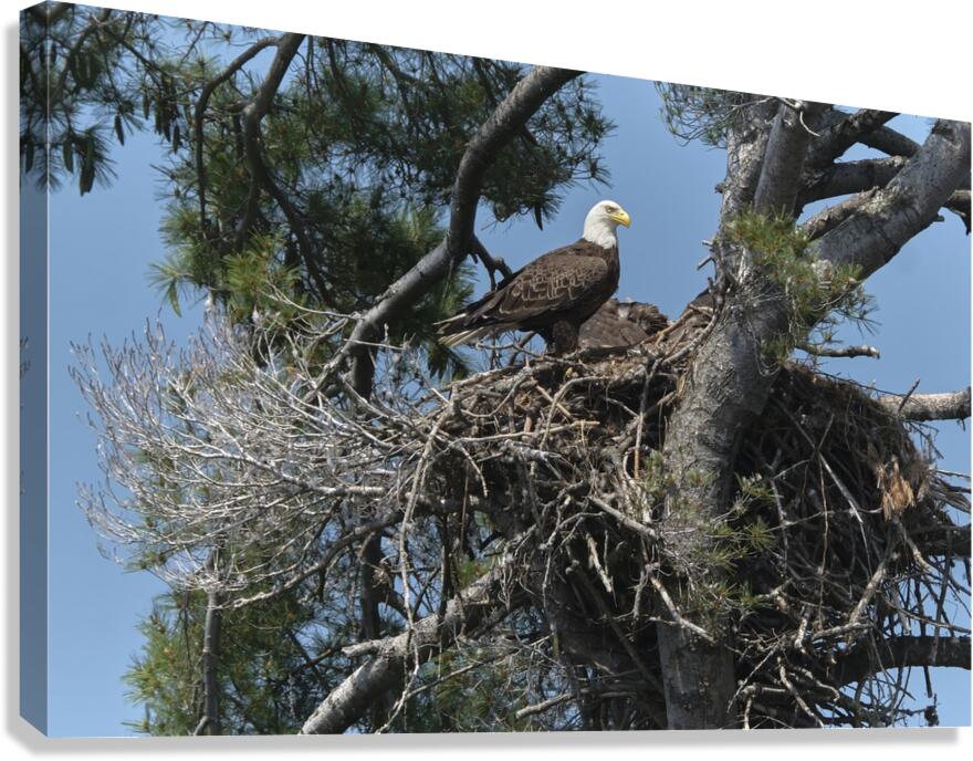 Bird Photography  Canvas Print