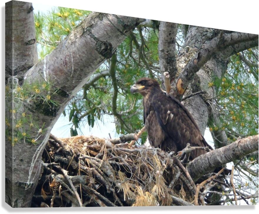 Bird Photography  Canvas Print