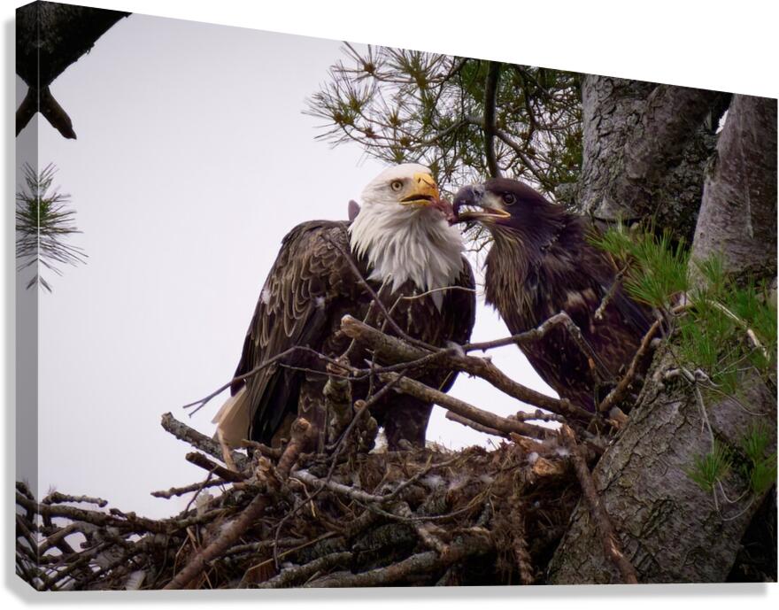 Bird Photography  Canvas Print