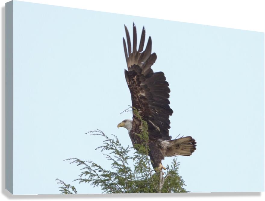 Bird Photography  Canvas Print
