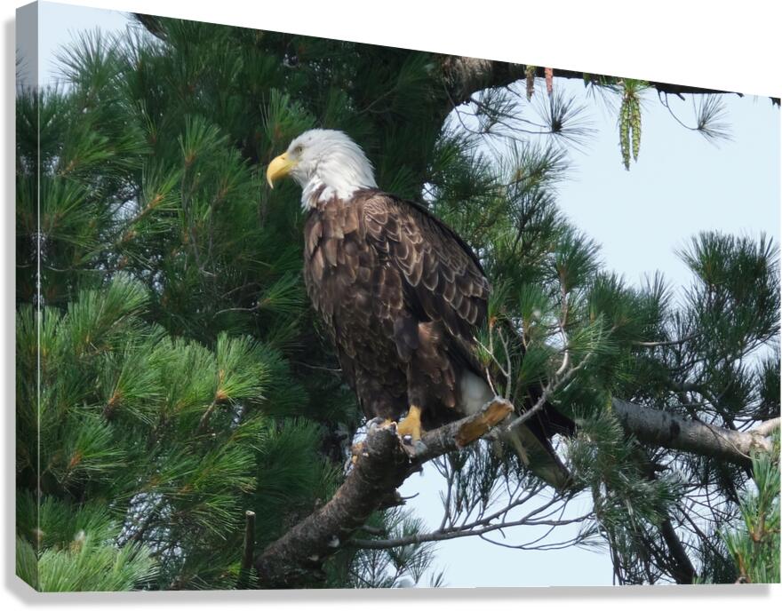 Bird Photography  Canvas Print