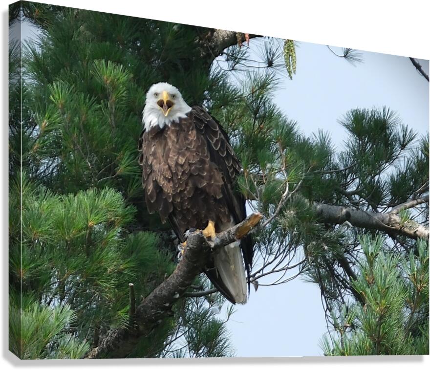 Bird Photography  Canvas Print