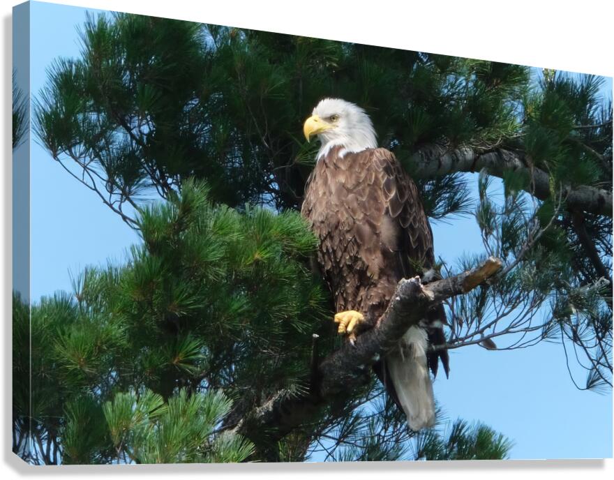 Bird Photography  Canvas Print