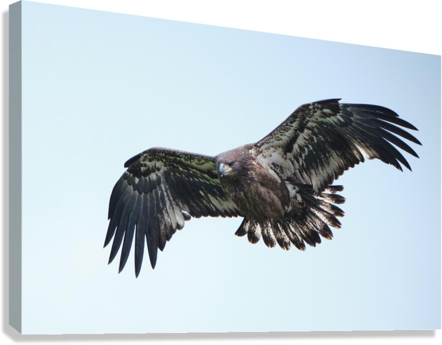 Bird Photography  Canvas Print