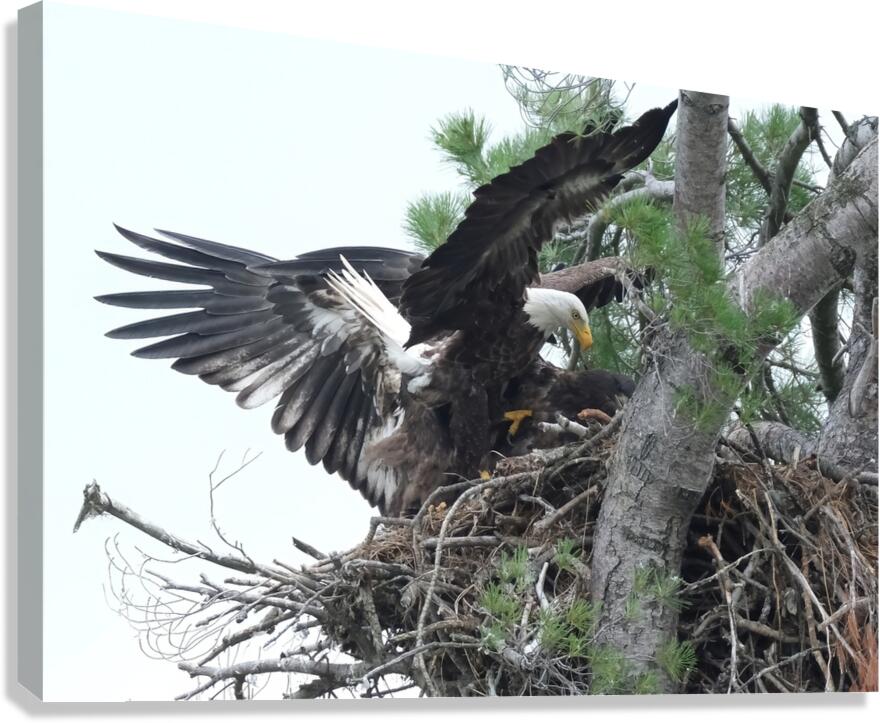 Bird Photography  Canvas Print