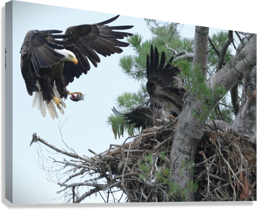 Bird Photography  Canvas Print
