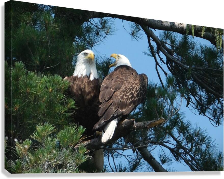 Bird Photography  Canvas Print