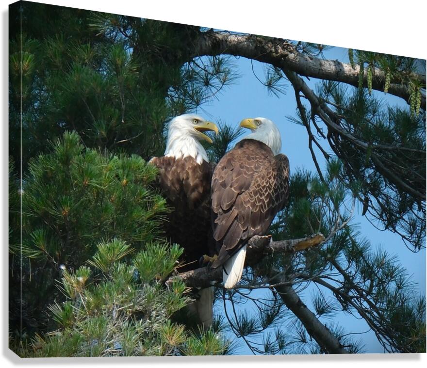 Bird Photography  Canvas Print