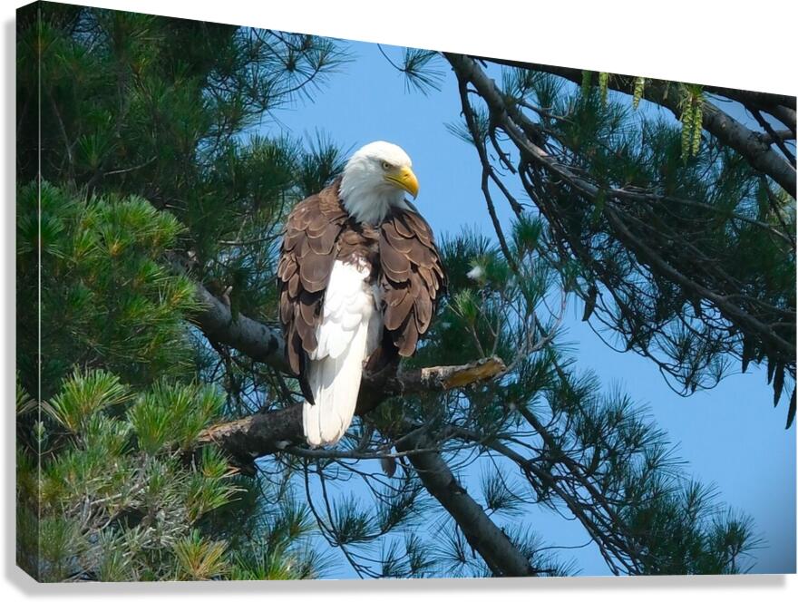 Bird Photography  Canvas Print
