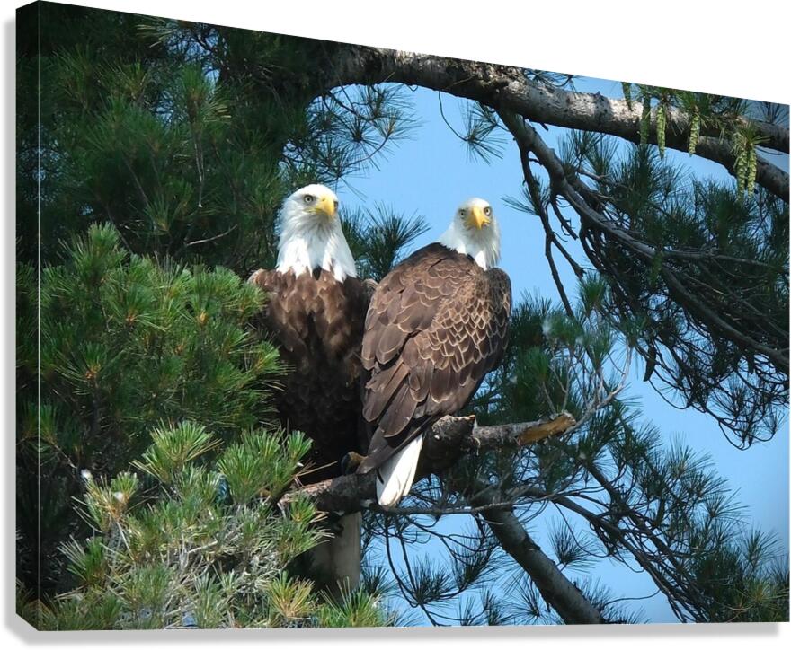 Bird Photography  Canvas Print