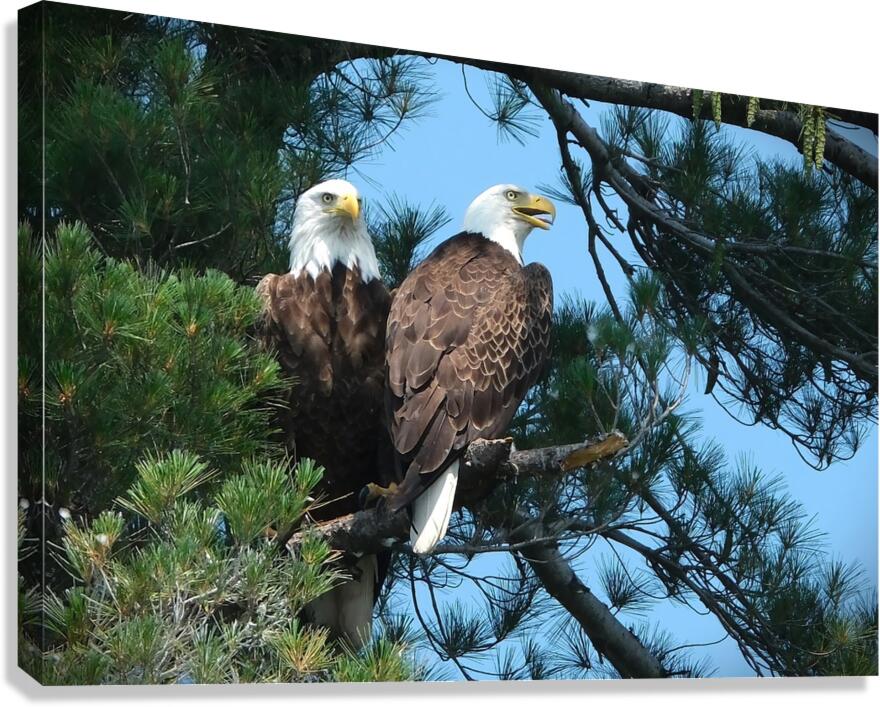 Bird Photography  Canvas Print