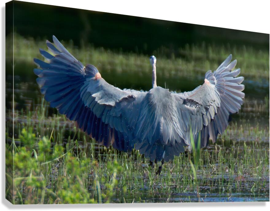 Bird Photography  Canvas Print