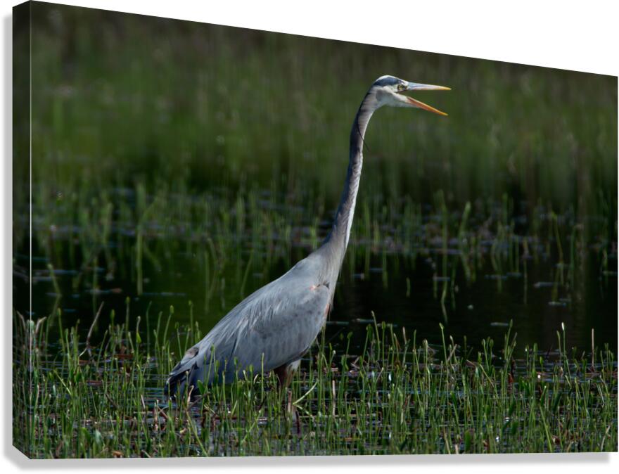 Bird Photography  Canvas Print