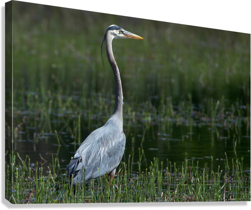 Bird Photography  Canvas Print