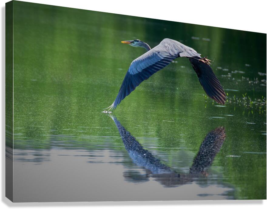 Bird Photography  Canvas Print