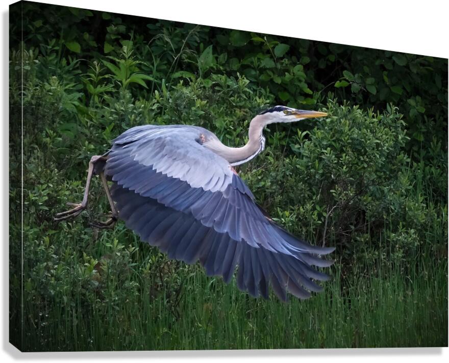 Bird Photography  Canvas Print