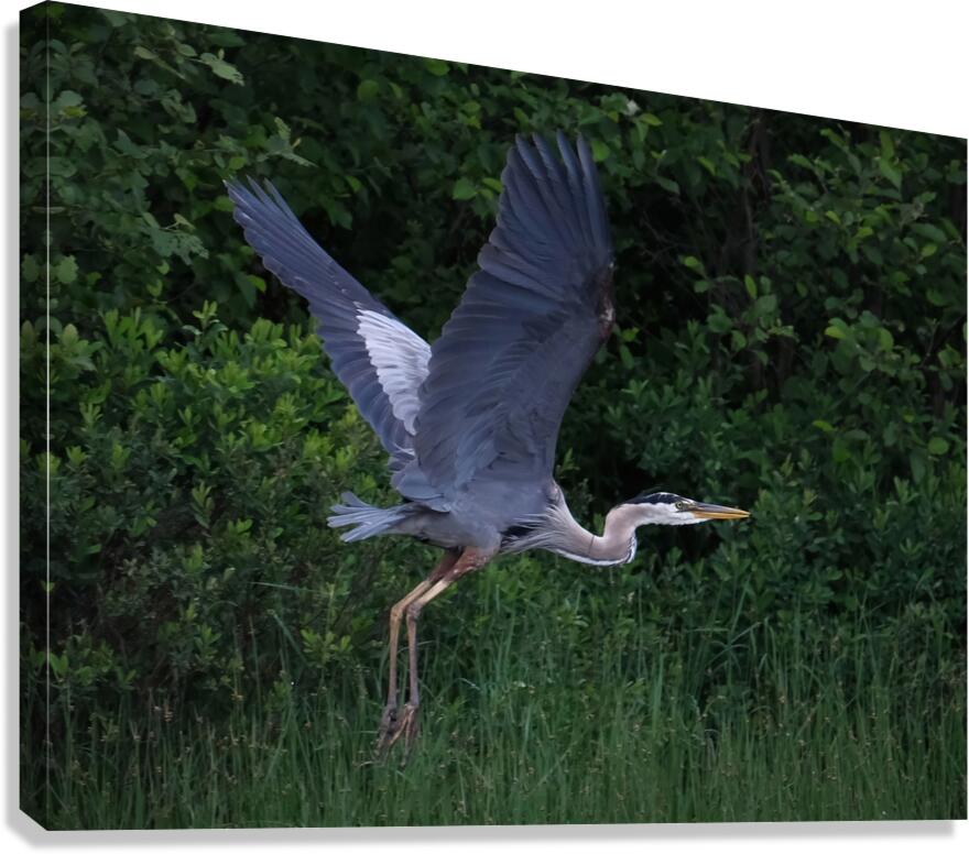 Bird Photography  Canvas Print
