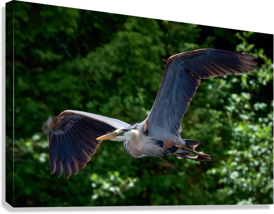 Bird Photography    Canvas Print
