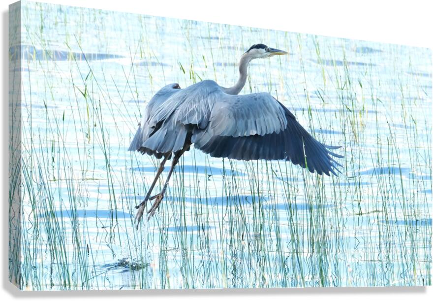 Bird Photography    Canvas Print