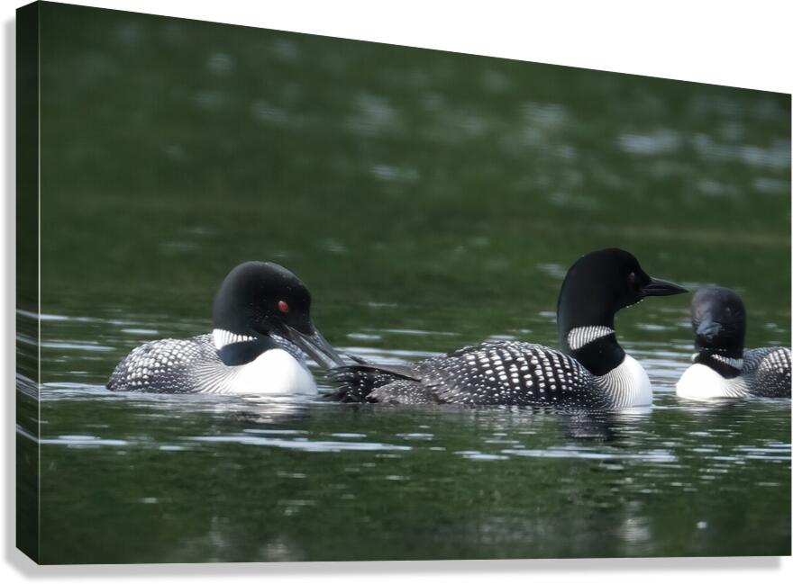 Bird Photography    Canvas Print