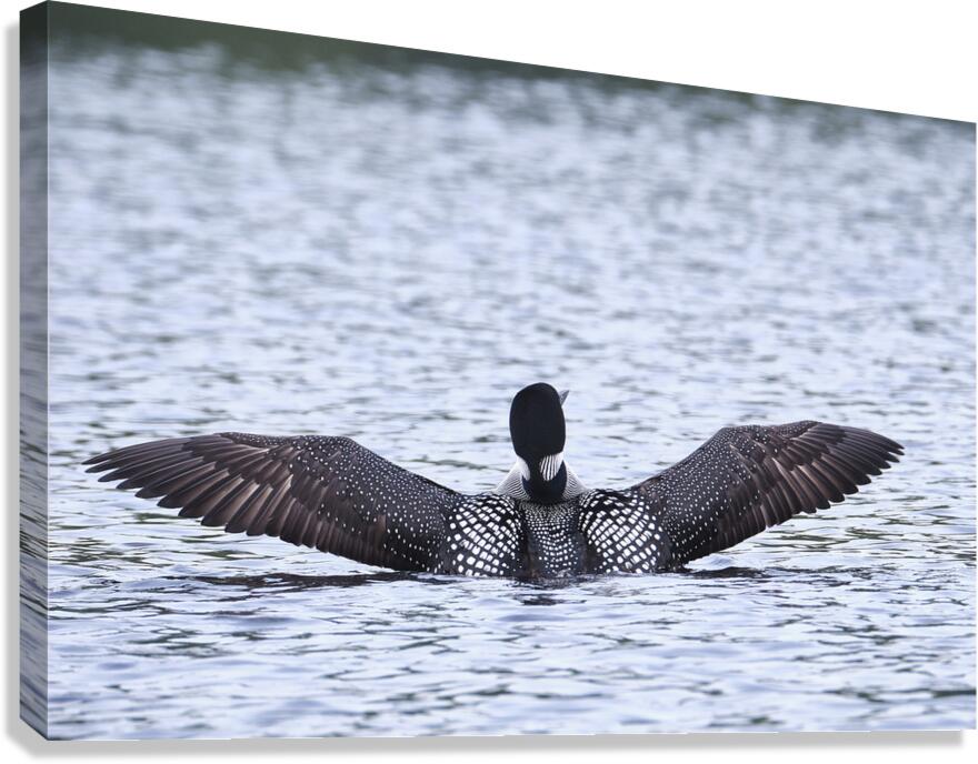 Bird Photography    Canvas Print