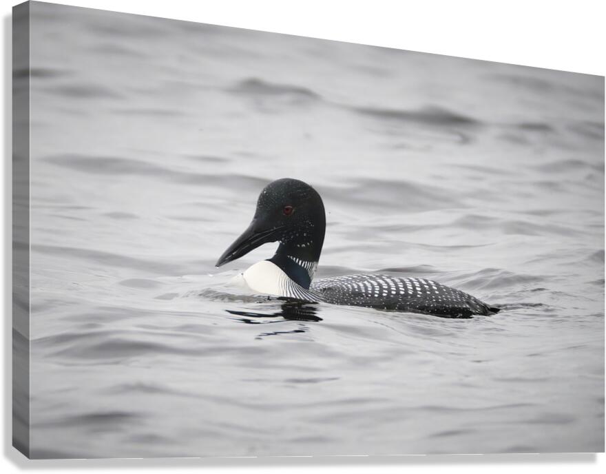 Bird Photography    Canvas Print