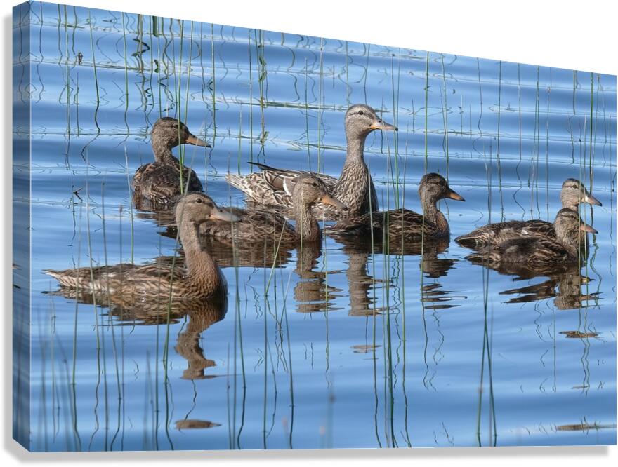 Bird Photography    Canvas Print