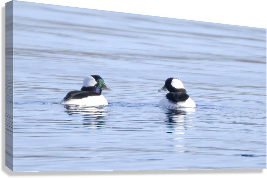 Bird Photography    Canvas Print