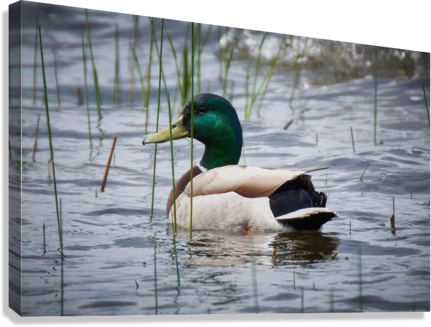 Bird Photography    Canvas Print
