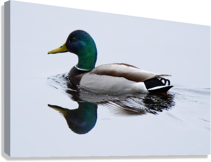 Bird Photography    Canvas Print