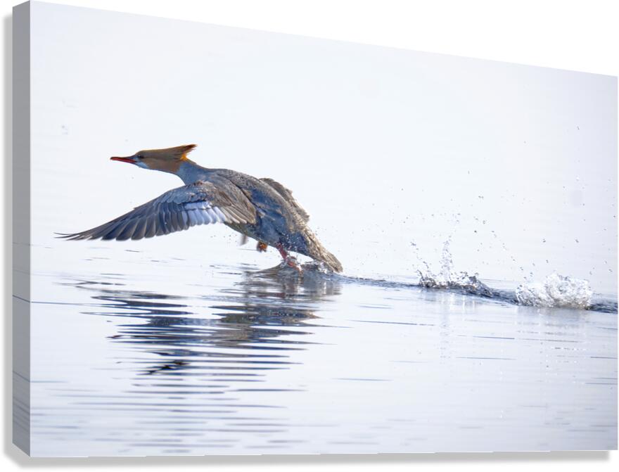 Bird Photography    Canvas Print