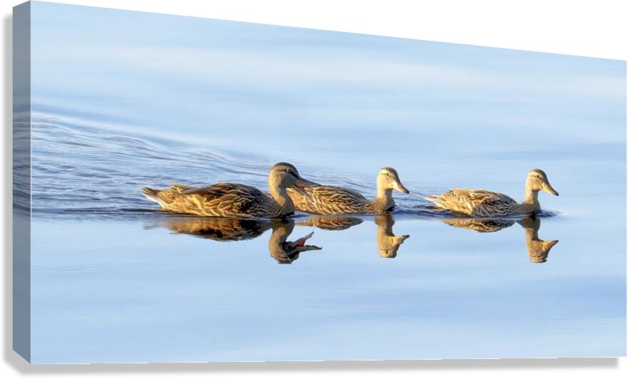 Bird Photography    Canvas Print