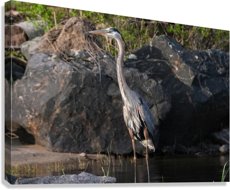 Bird Photography    Canvas Print