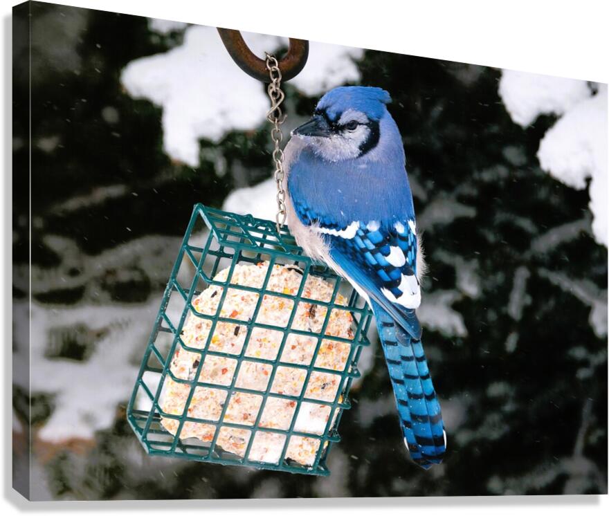 Bird Photography    Canvas Print