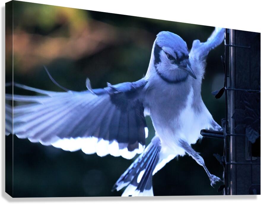 Bird Photography    Canvas Print