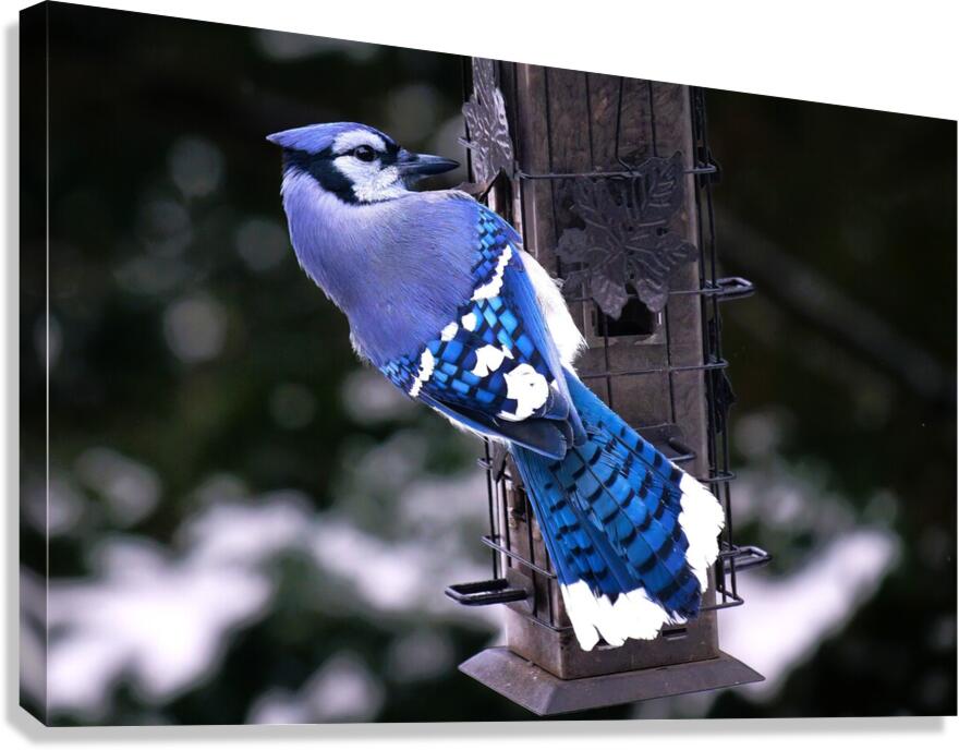 Bird Photography    Canvas Print