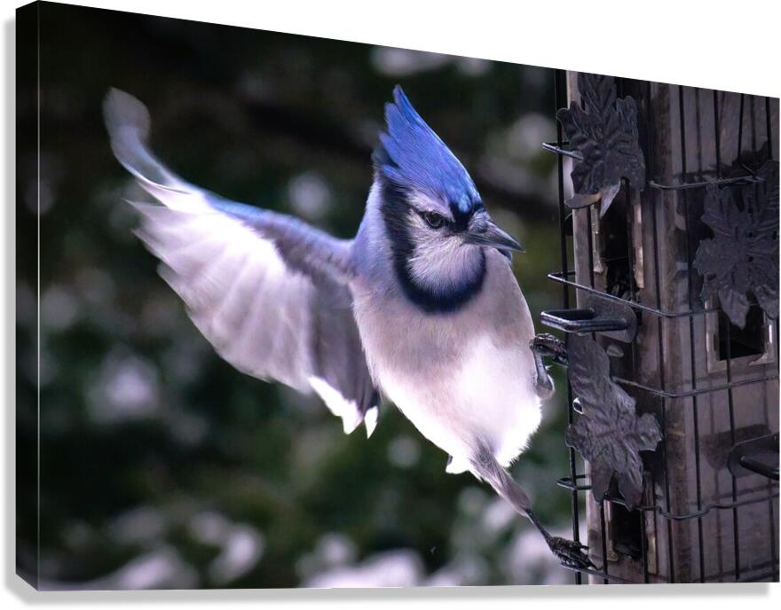 Bird Photography    Canvas Print