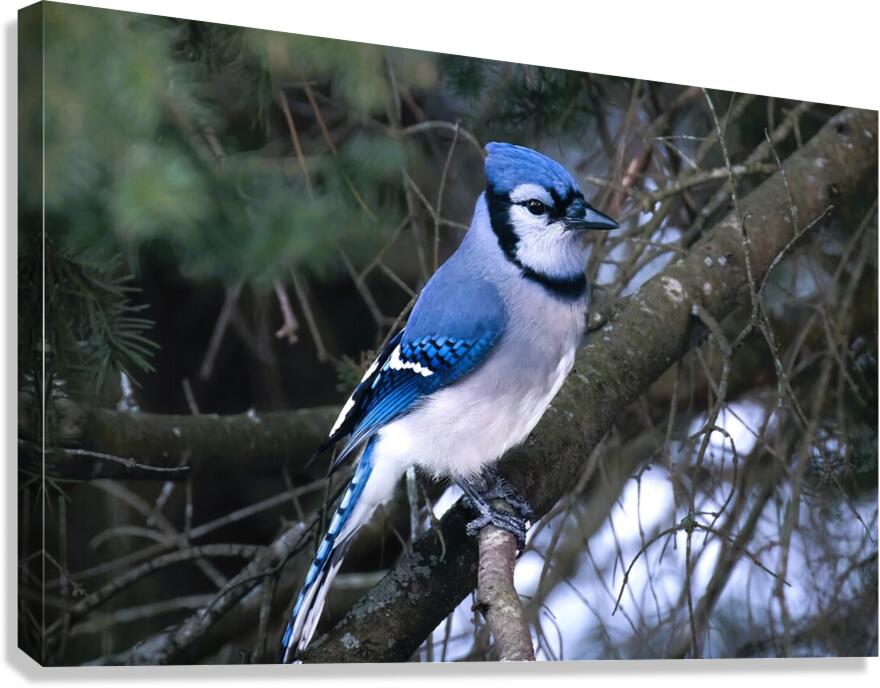 Bird Photography    Canvas Print