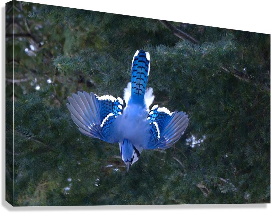 Bird Photography    Canvas Print