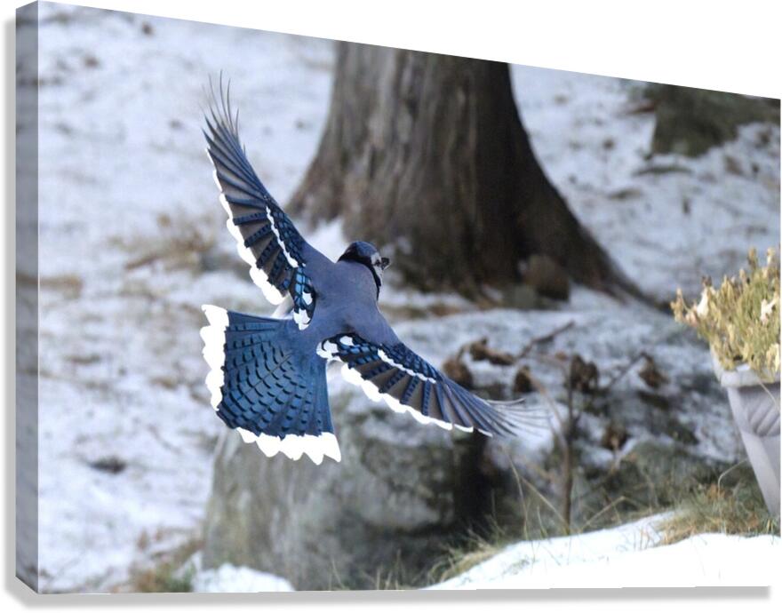 Bird Photography    Canvas Print